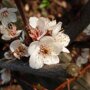 Kersenboom 'Burlat' leivorm laag (kruisbestuivend)